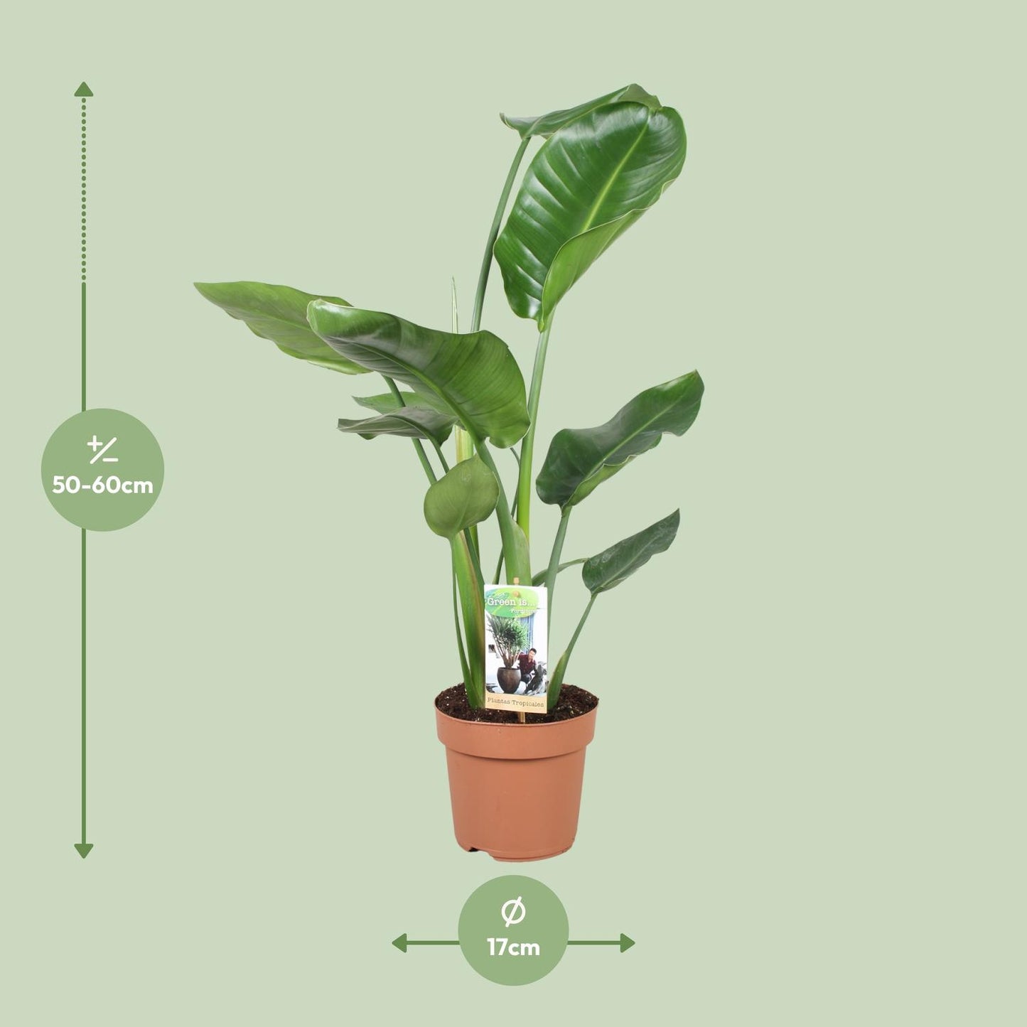 Strelitzia Nicolai Ø17cm Zimmerpflanze 60cm – pflanzfix24