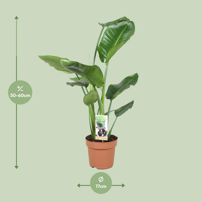 Strelitzia Nicolai Ø17cm Zimmerpflanze 60cm – pflanzfix24