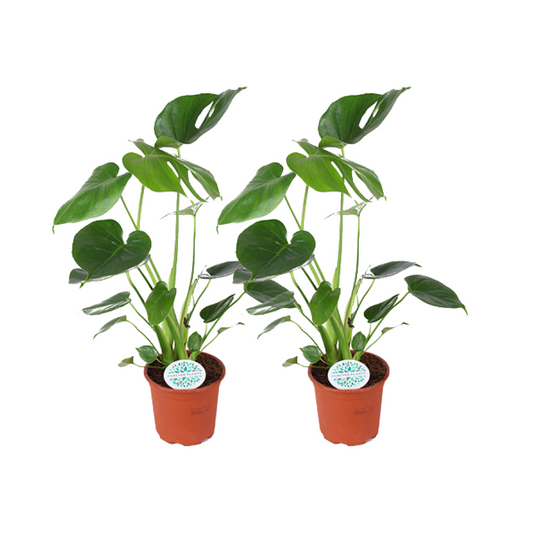 2x Monstera Deliciosa Ø14cm – 45cm Zimmerpflanzen | Pflanzfix24.de - Pflanzfix24.de