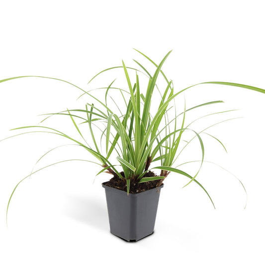 24x Carex morrowii 'Ice Dance' - Ziergras für Garten - Pflanzfix24