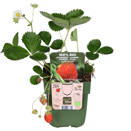 Fragaria x ananassa Delizzimo - Ø13cm - ↕45cm - Pflanzfix24