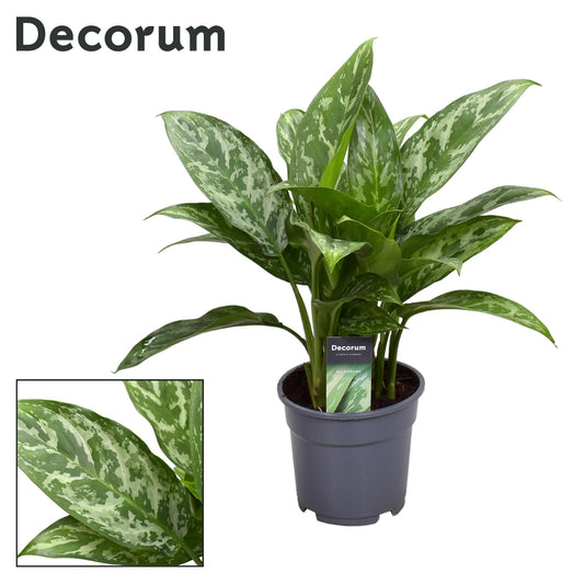 Aglaonema Green Lady - Ø17cm - ↕60cm - Pflanzfix24
