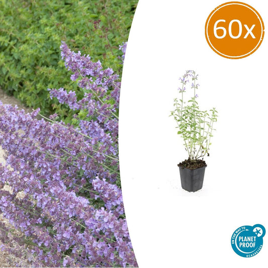 60x Nepeta 'Walker's Low' - ↕10-25cm - Ø9cm - Pflanzfix24.de - Pflanzfix24.de