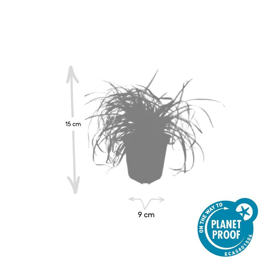 24x Carex oshim. 'Evergold' - Pflanzfix24