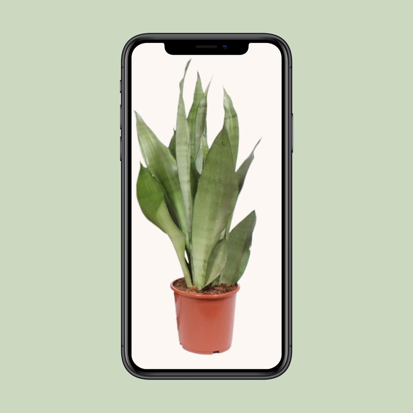 Sansevieria Moonshine Ø17cm 60cm | Pflanzfix24