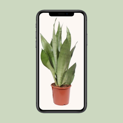Sansevieria Moonshine Ø17cm 60cm | Pflanzfix24