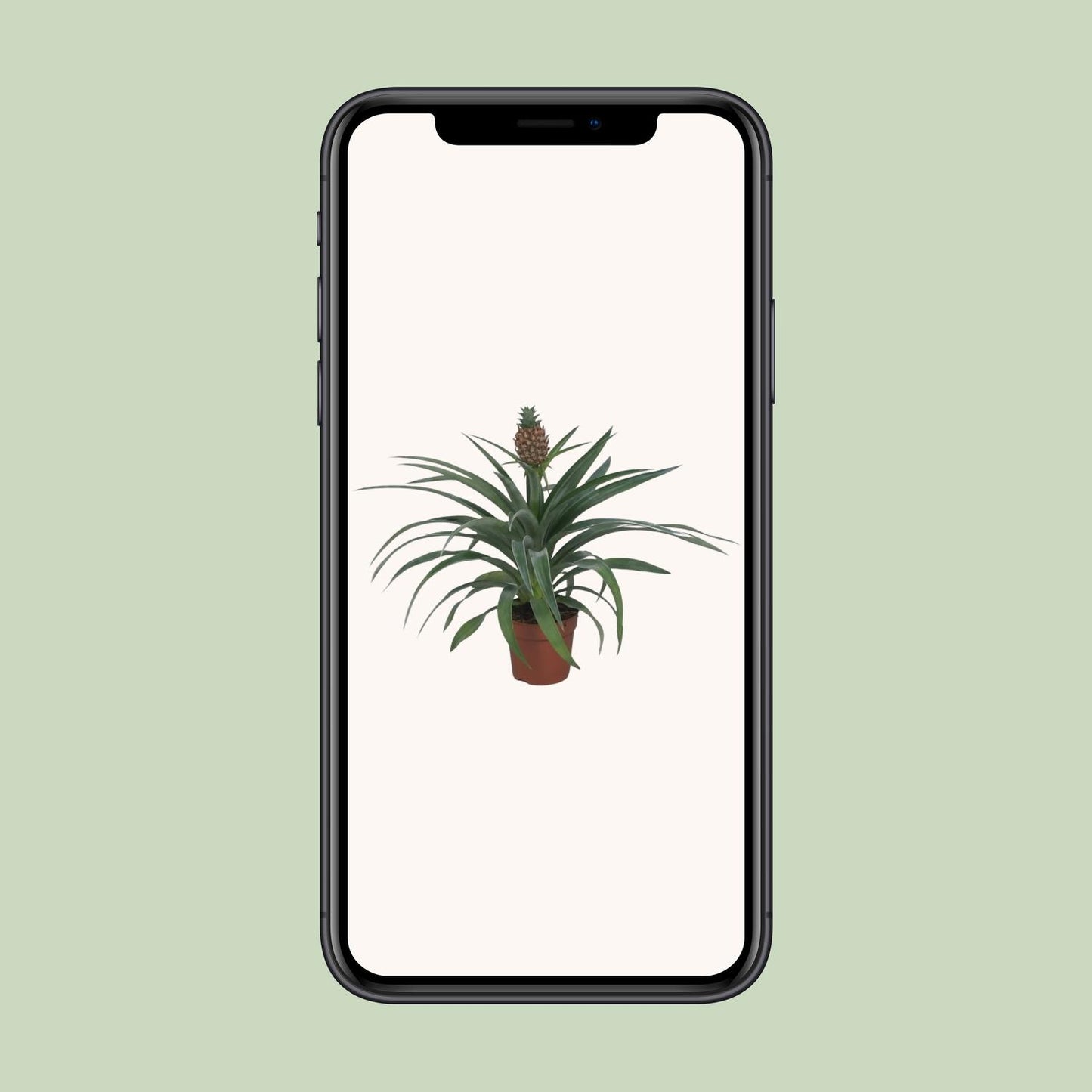 Ananas Mi Amigo - Ø12cm - ↕40cm - Pflanzfix24