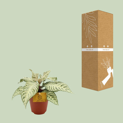 Aphelandra White Wash - Ø25cm - Pflanzfix24
