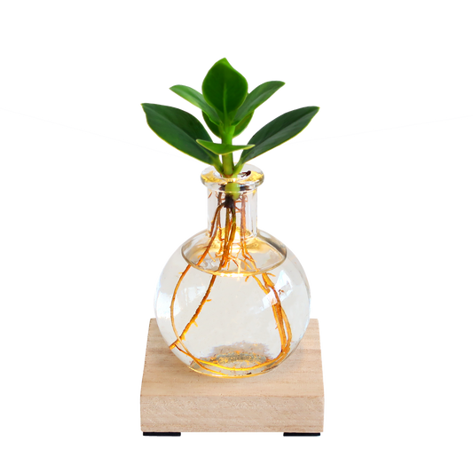 Glowplant - Clusia in einer Vase mit einer Lampe - Pflanzfix24.de - Pflanzfix24.de