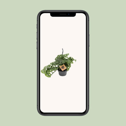 Monstera Monkey Ø14cm – pflegeleichte Zimmerpflanze | Pflanzfix24.de - Pflanzfix24.de