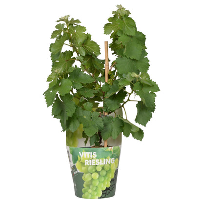 Vitis Pixie Riesling – Zwergweinrebe | Pflanzfix24.de - Pflanzfix24.de