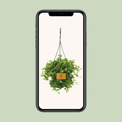 Peperomia Rotundifolia Ø15cm – Glänzende Blätter | Pflanzfix24