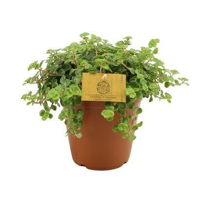 Sedum Tornado - Ø15cm - ↕25cm von Pflanzfix24