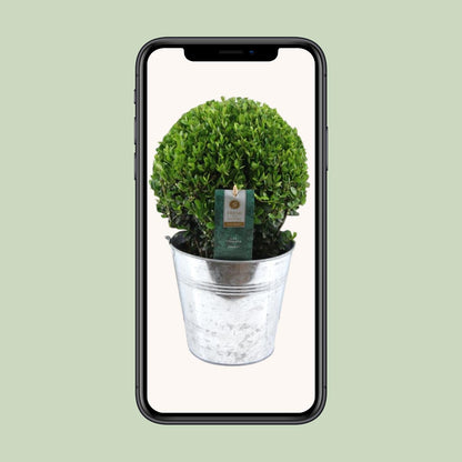 Ilex Crenata 'Jenny'® Ball Ø20cm P17 In Zinc Old-Look - Pflanzfix24