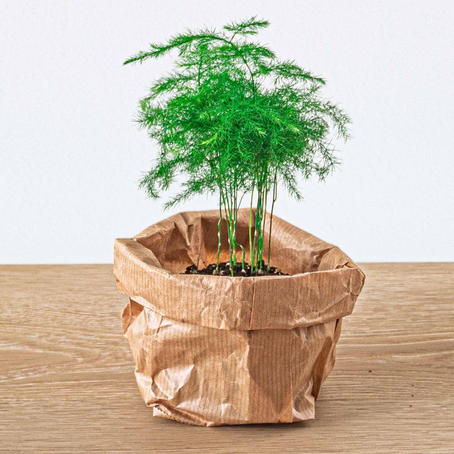 Planten Terrarium Pakket - 5 Pflanzen - DIY - Pflanzfix24