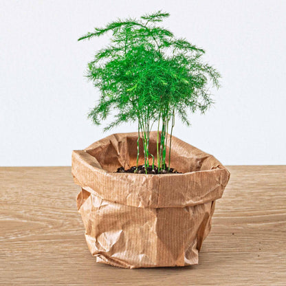 Planten Terrarium Pakket - 5 Pflanzen - DIY - Pflanzfix24