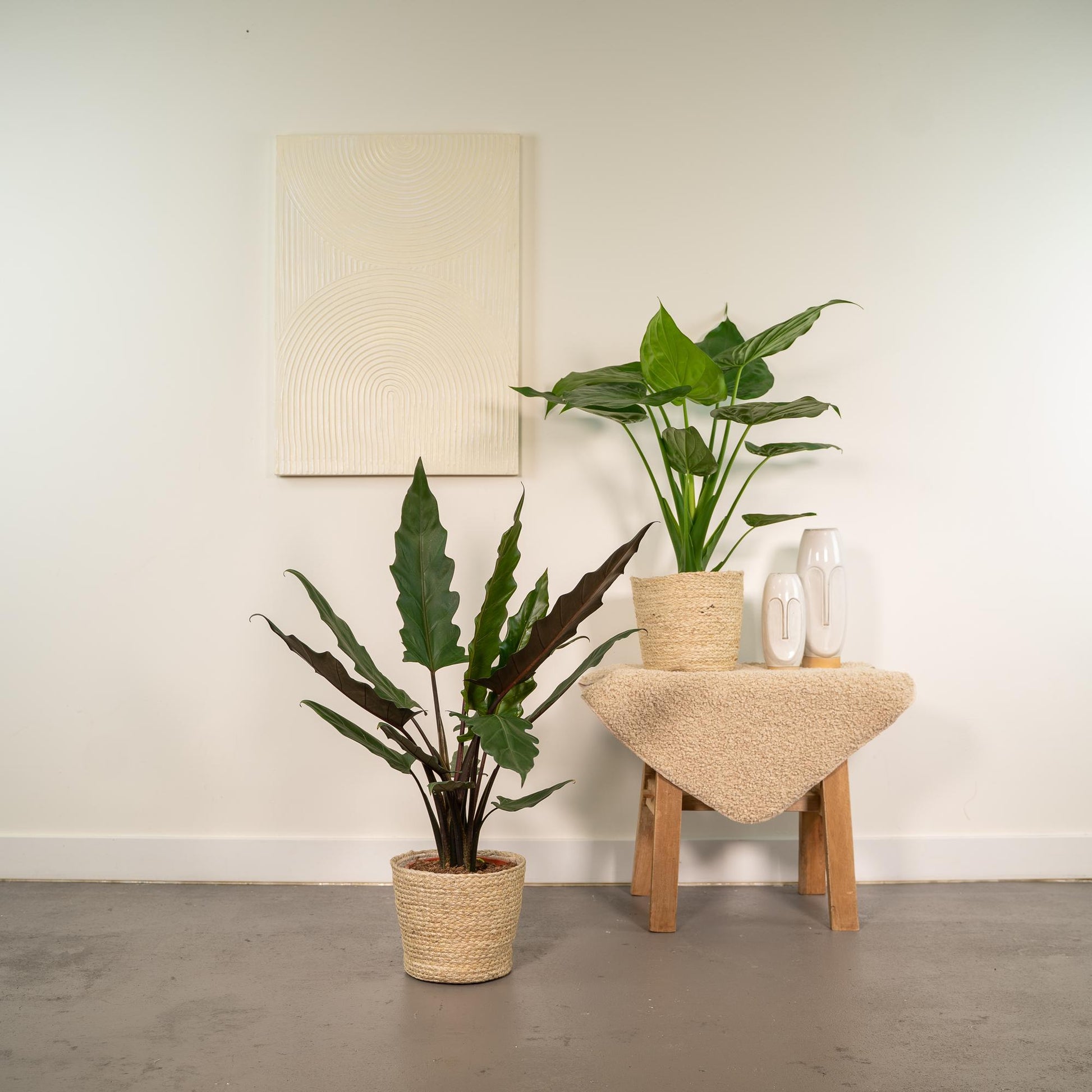 Alocasia Cucullata & Lauterbachiana Set + Korb - Pflanzfix24.de - Pflanzfix24.de