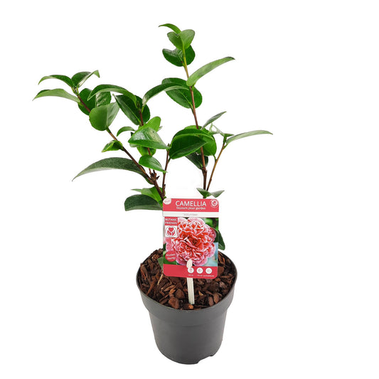 Camellia jap. 'Volunteer' - Ø13cm - ↕20cm - Pflanzfix24