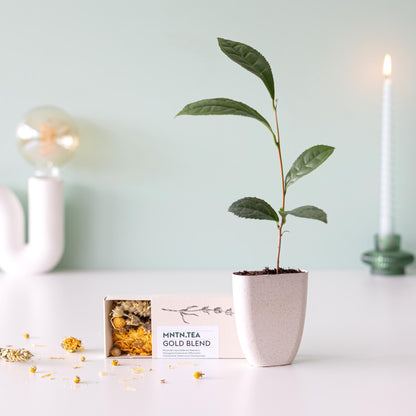 Teepause - Gold Blend Tee und Teebaumschnitt - Pflanzfix24