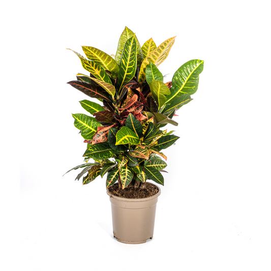 Codiaeum 'Croton' Petra Ø17cm - ↕40 - 60cm - Pflanzfix24