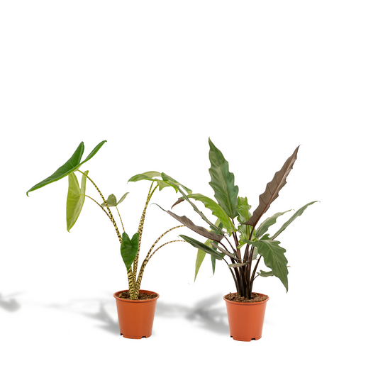 Alocasia Zebrina & Lauterbachiana Set - Pflanzfix24.de - Pflanzfix24.de