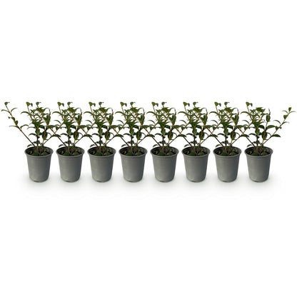 Pflanzfix24 - Osmanthus burkwoodii Heckenpflanzen - 8 Pflanzen - 1m - immergrün
