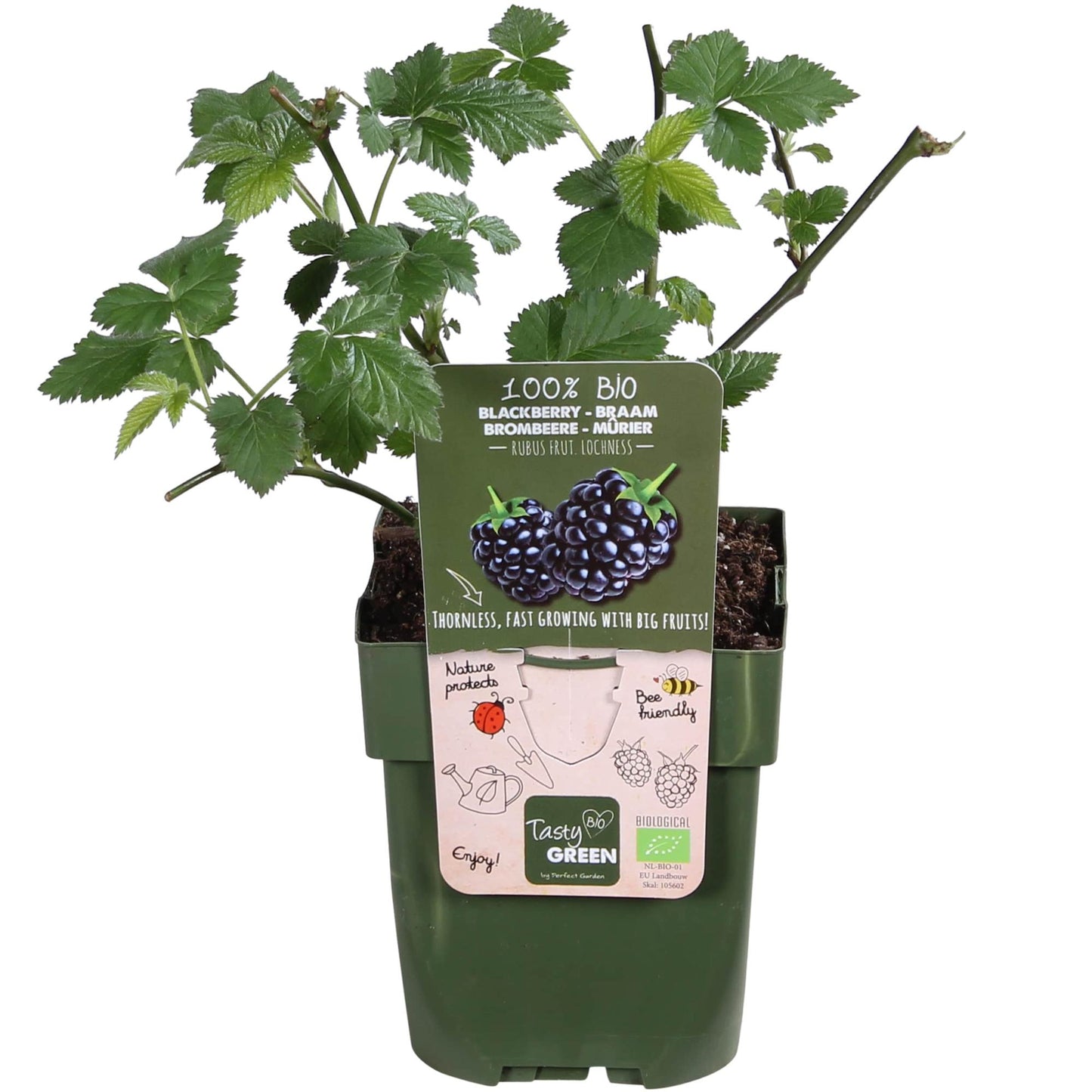 Rubus Lochness - Ø13cm - ↕45cm - Pflanzfix24