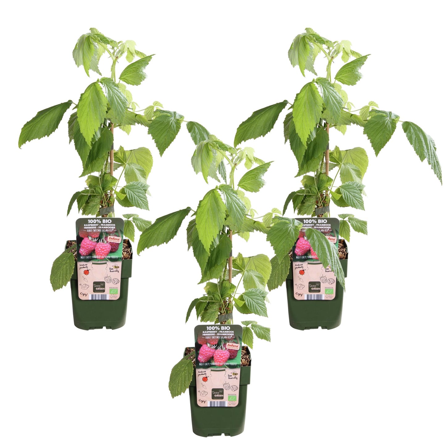 3x - Rubus id. Twotimer 'Sugana Red' - Pflanzfix24