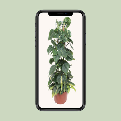 Philodendron Scandens Brasil 120cm Ø24cm | Pflanzfix24.de - Pflanzfix24.de