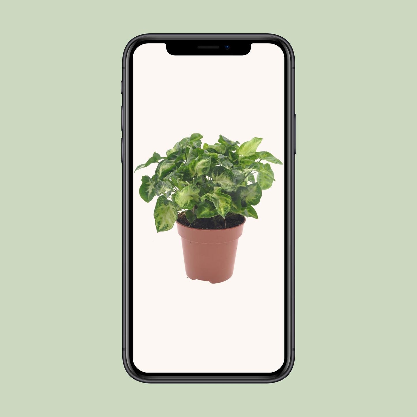 Syngonium Pixie Ø12cm – pflegeleichte Zimmerpflanze bei Pflanzfix24