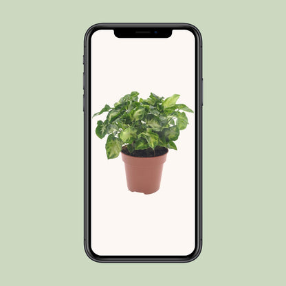 Syngonium Pixie Ø12cm – pflegeleichte Zimmerpflanze bei Pflanzfix24