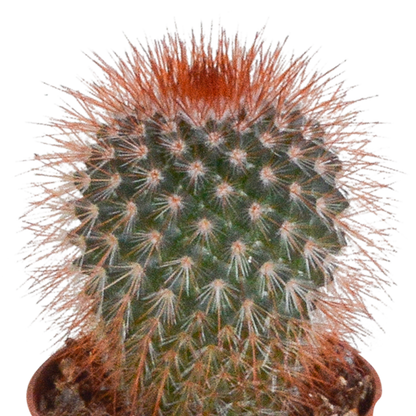 Kakteenmischung 5,5 cm - 10x - zonder pot | Pflanzfix24.de - Pflanzfix24.de