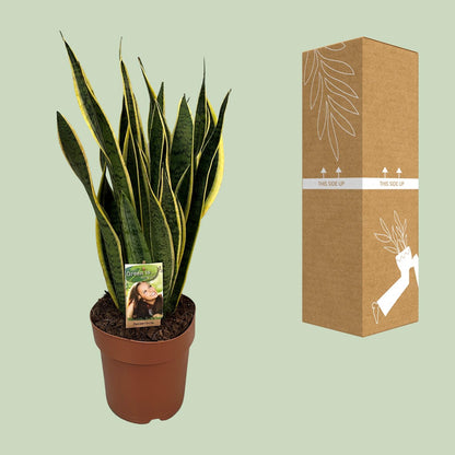 Sansevieria Trifasciata Laurentii - Ø21cm - ↕60cm bei Pflanzfix24