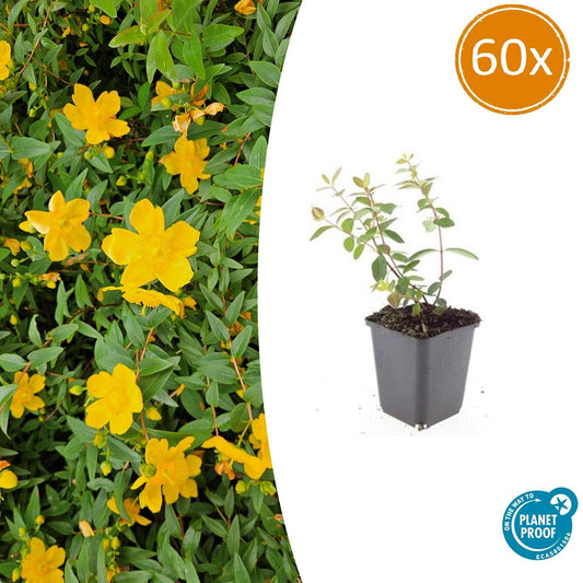 60x Hypericum dummeri 'Peter Dummer' - ↕10-25cm - Ø9cm - Pflanzfix24.de - Pflanzfix24.de