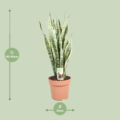 Sansevieria Trifasciata Laurentii - Ø24cm - ↕90cm - Pflanzfix24
