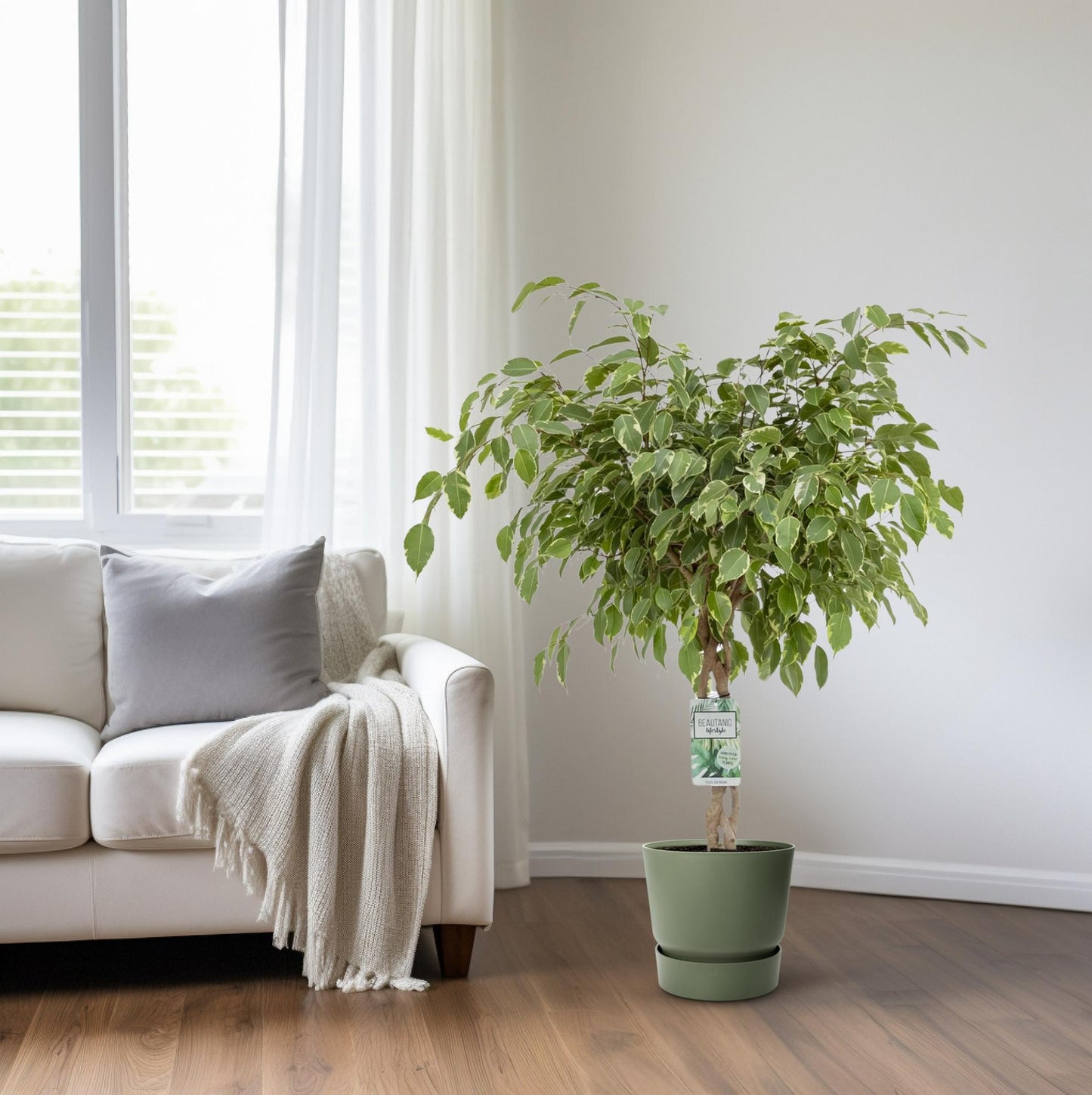 Ficus Safrana / Golden King - Ø27cm - ↕100cm - Pflanzfix24