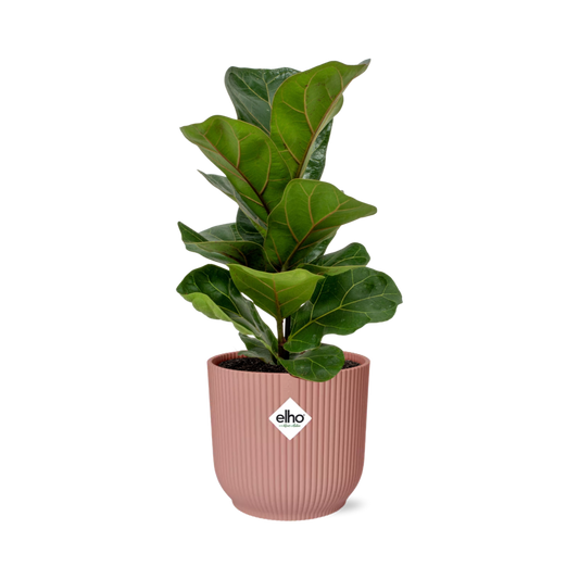 Ficus Lyrata Bambino im ELHO Vibes Fold 14cm – Pflanzfix24