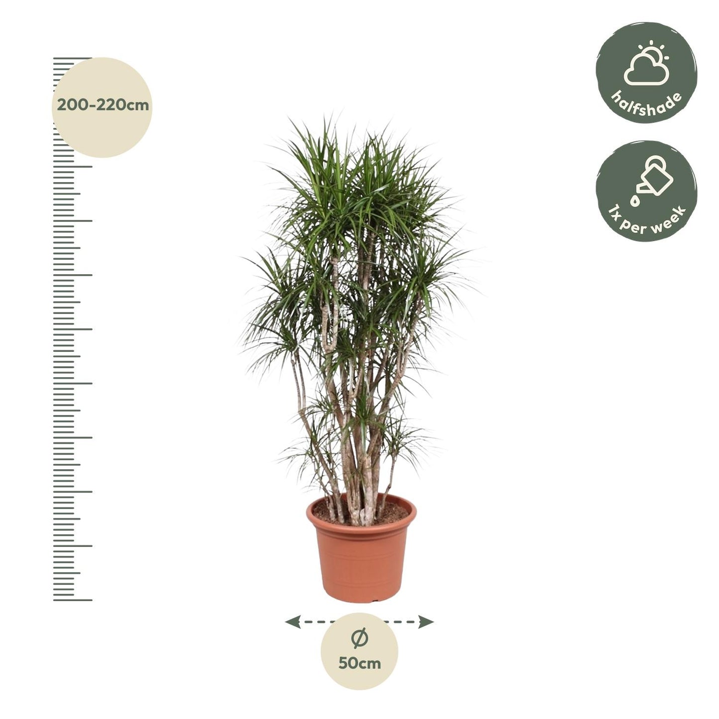 Dracaena Marginata vertakt 220 cm Ø40cm | Pflanzfix24