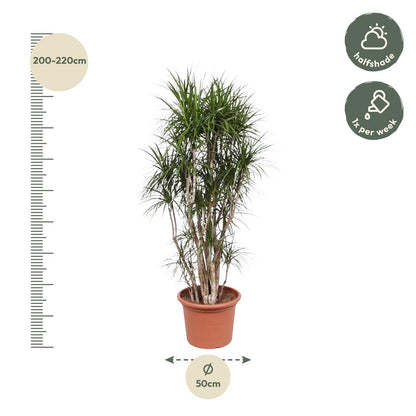 Dracaena Marginata vertakt 220 cm Ø40cm | Pflanzfix24