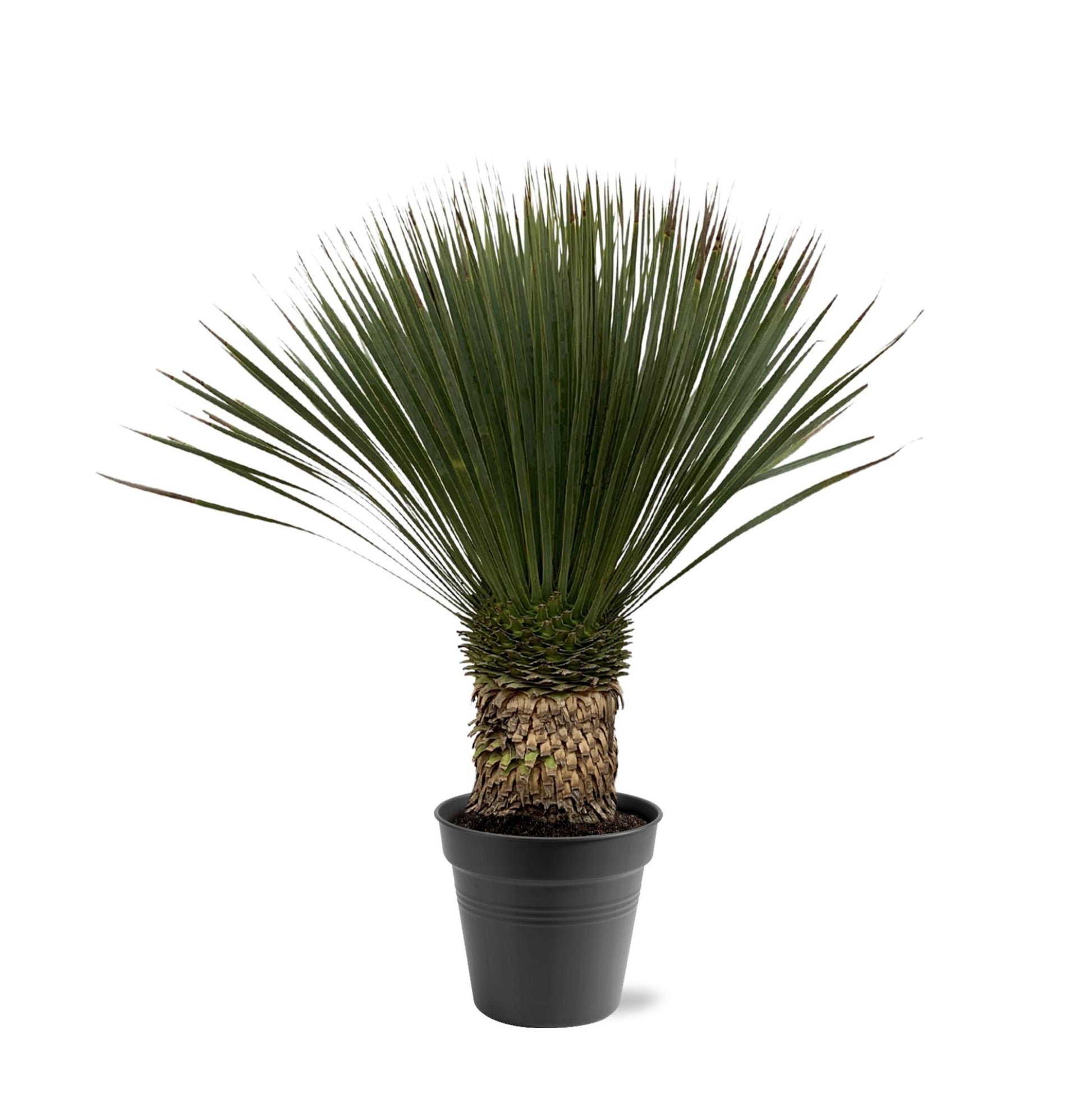 Yucca Rostrata 80–100 cm Ø38 Topf – Pflanzfix24.de - Pflanzfix24.de