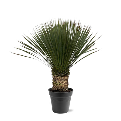 Yucca Rostrata 80–100 cm Ø38 Topf – Pflanzfix24.de - Pflanzfix24.de