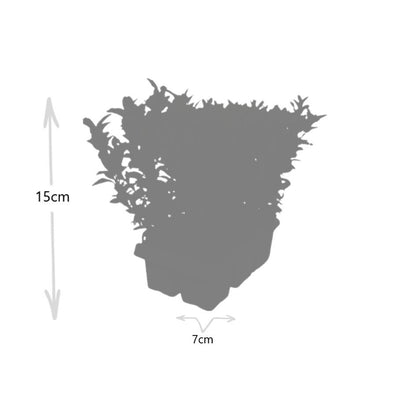 4 x 6er-Pack Euonymus 'Green Spire' - Ø 7 cm - ↨ 15 cm - Pflanzfix24.de - Pflanzfix24.de