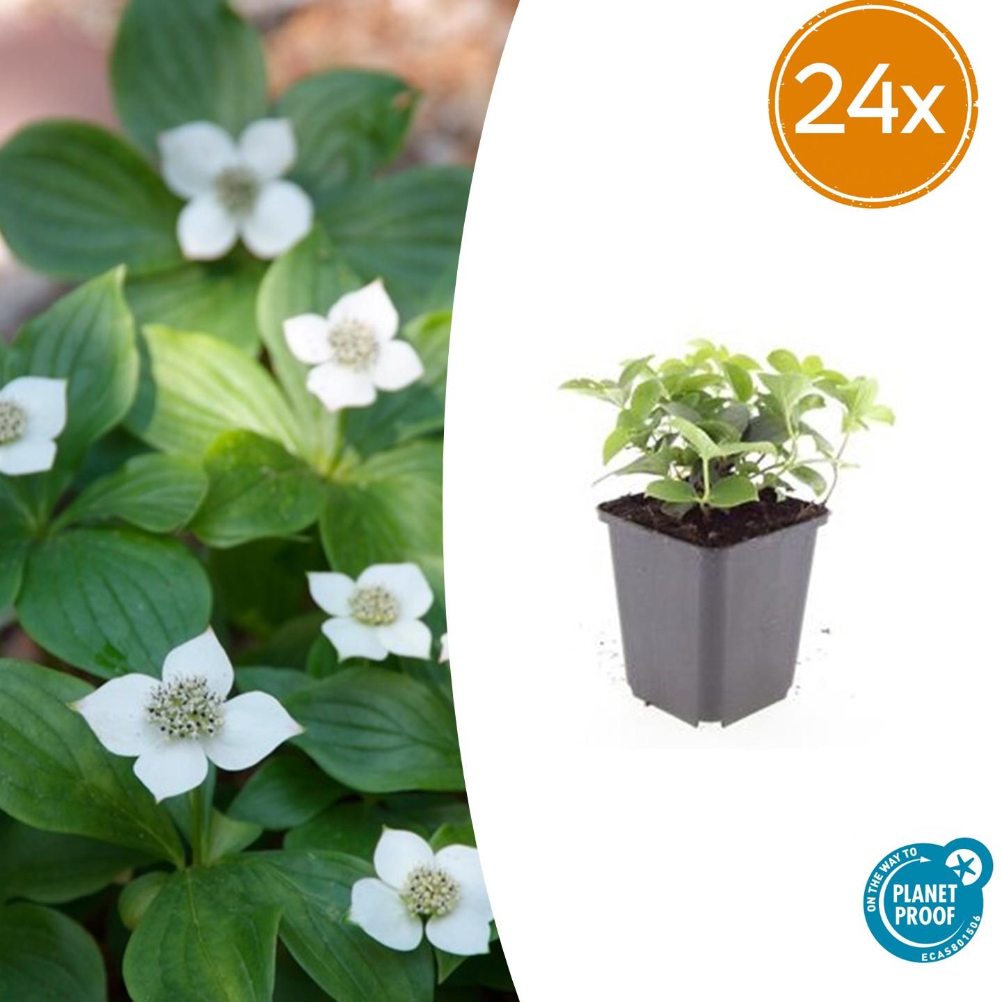 24x Cornus canadensis - Kanadische Kornelkirsche - Bodendecker-Pflanze - Pflanzfix24