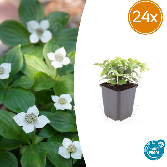 24x Cornus canadensis - Kanadische Kornelkirsche - Bodendecker-Pflanze - Pflanzfix24