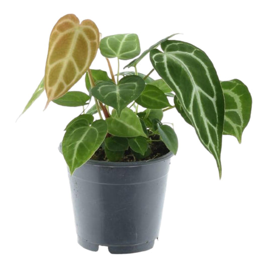 Anthurium Chrystallium 35 cm - Pflanzfix24.de - Pflanzfix24.de