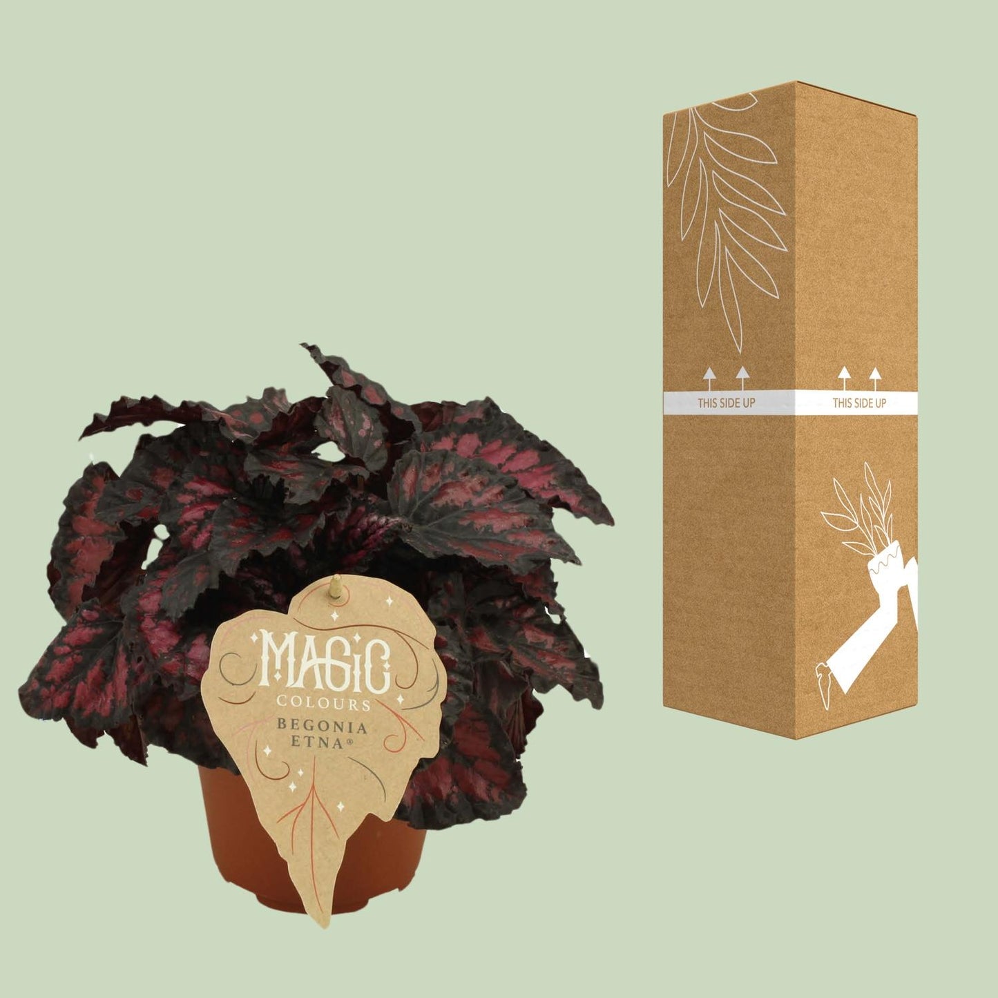 Begonia Rex Etna - Ø12 ↕25 - Pflanzfix24