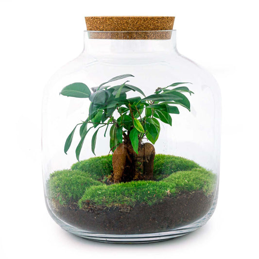 Flaschengarten - Billie - DIY Terrarium - Ø 29 cm - Pflanzfix24