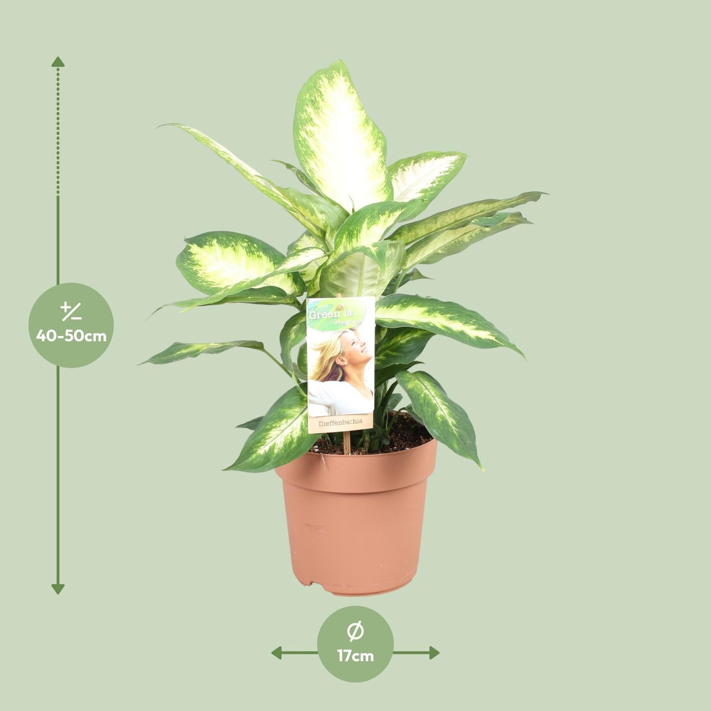 Dieffenbachia Camilla - Ø17cm - pflanzfix24