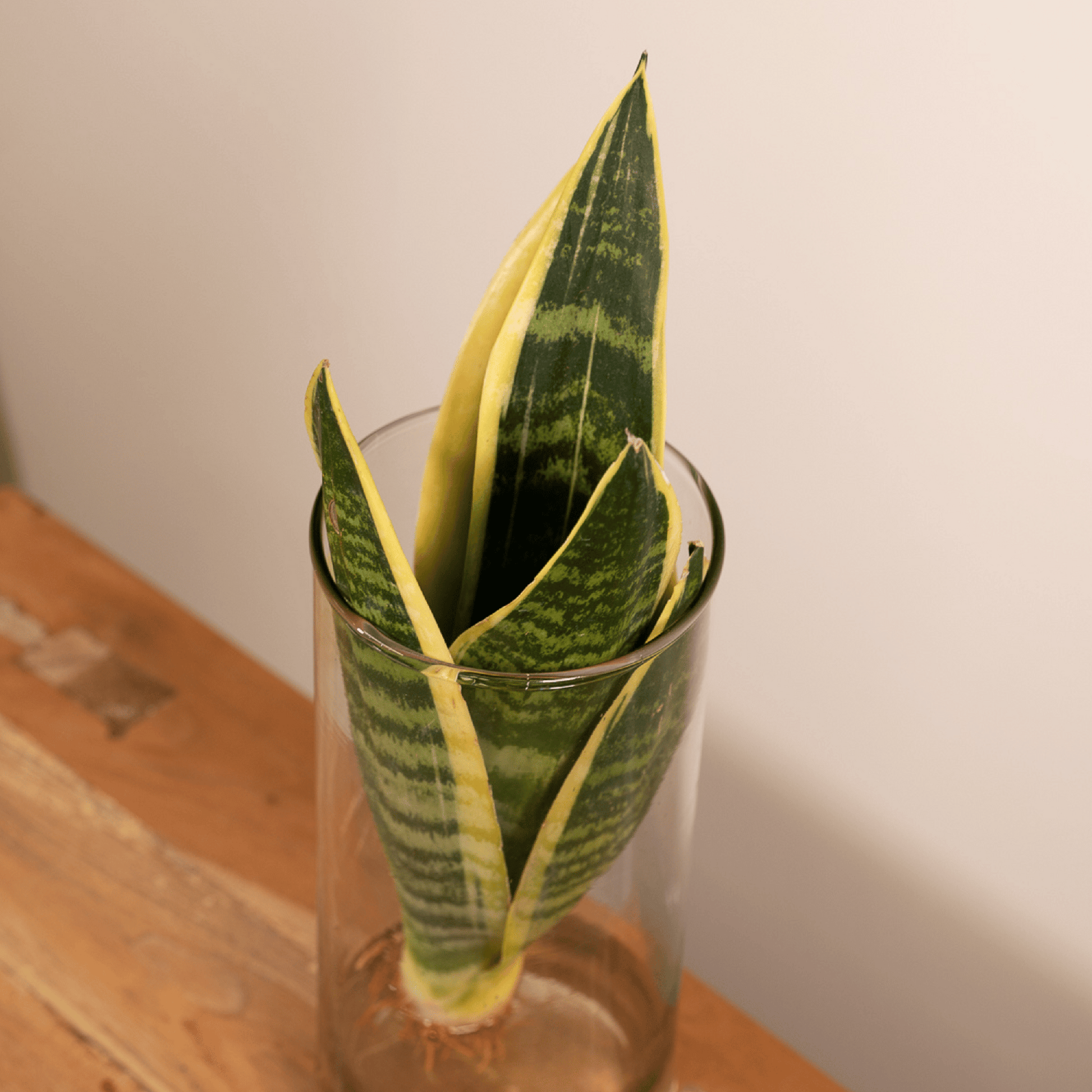 Sansevieria im Glaszylinder 12cm – dekorativ | Pflanzfix24.de - Pflanzfix24.de