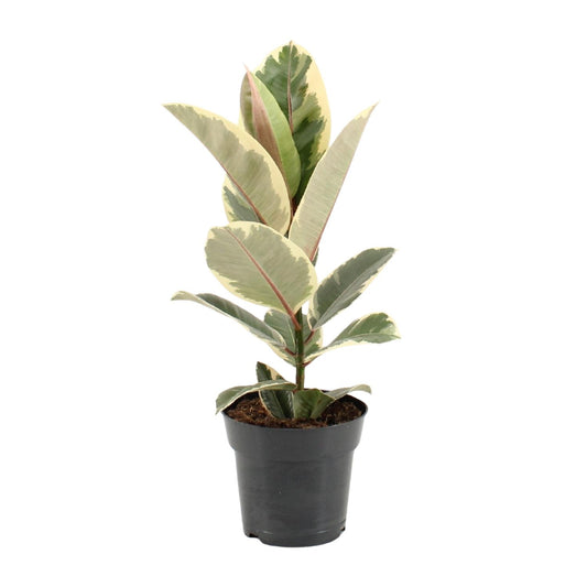 Ficus Elastica Tineke - Ø17cm - ↕55cm - Pflanzfix24